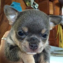 Chihuahuas from Blue Moon Chihuahuas