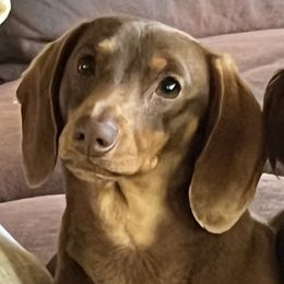 Bella - Dachshund