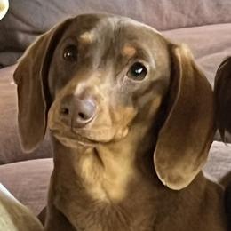 Bella - Dachshund