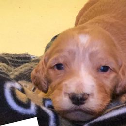 Goldendoodles from My Doodle Caboodles