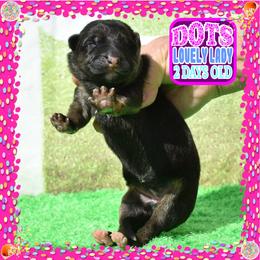 DOTS - Black and tan female German Shepherd puppy in Murrieta, California from Diamond Oaks German Shepherds