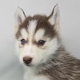 Smoke 1 blue, 1 parti eye - Red and white male Siberian Husky puppy in Kansas City, Missouri from Anuun's Huskies