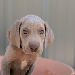 Carl - Silver gray male Weimaraner puppy in Evart, Michigan from Drehbar Weimaraners