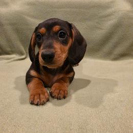 Kyle - Black and tan male Dachshund puppy in Tower City, Pennsylvania from Stoney Mountain Mini Doxies