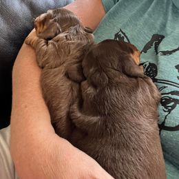 Dachshund Puppies from Regan's Divas