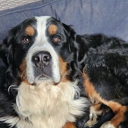 Henry - Bernese Mountain Dog