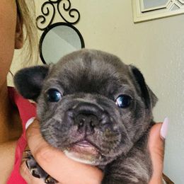 French Bulldog Puppies from Peter’s Frenchies