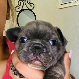 French Bulldog Puppies from Peter’s Frenchies