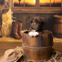 Laramie - Red tri-color female Australian Shepherd puppy in Kathleen, Georgia from CM Farm