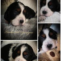 Boy 5 'Hank' - Black white and tan male English Springer Spaniel puppy in Silverdale, Washington from TimberVale Springers