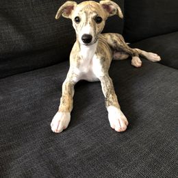 Whippet Puppies from Wyndham Whippets