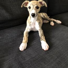 Whippet Puppies from Wyndham Whippets