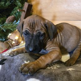 Skye - Rd whtn blk nose female Rhodesian Ridgeback puppy in Gaffney, South Carolina from Circle D Farms