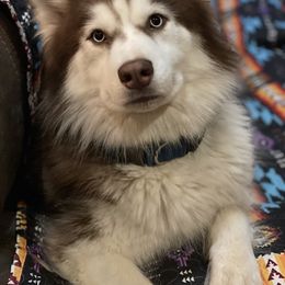 Willow - Siberian Husky