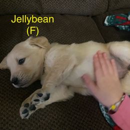 Jellybean - Golden Golden Retriever puppy in Kalamazoo, Michigan from Wildside Acres