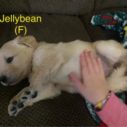 Jellybean - Golden Golden Retriever puppy in Kalamazoo, Michigan from Wildside Acres