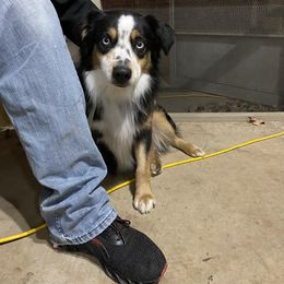 Rosco - Miniature Australian Shepherd