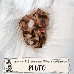 Pluto - Merle male Goldendoodle puppy in Soddy Daisy, Tennessee from The W Doods