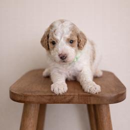 Oakley - Parti male Goldendoodle puppy in Loma Rica, California from BloomingPuppies