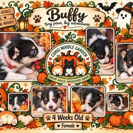Buffy - Black and tan female Pembroke Welsh Corgi puppy in Garden Grove, California from Corgi Noodles Garden