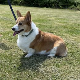 Maren - Pembroke Welsh Corgi