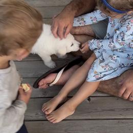 Berger Blanc Suisse Puppies from Nasha Comanda White Swiss Shepherds