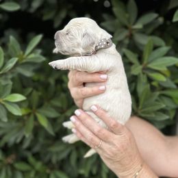 Golden Retriever Puppies from Sanctuary Ranch Goldens