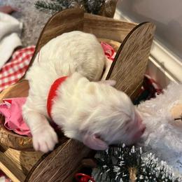 Goldendoodle Puppies from Hani's family