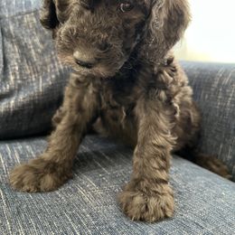Havanese, Poodle, and Sheepadoodle Puppies from KK's Doodles and Havanese