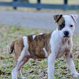 Smokey - Brown brindle male American Staffordshire Terrier puppy in St. Augustine, Florida from LBK & Ancient City