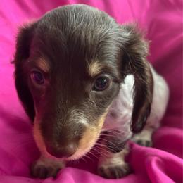 Smores - Piebald female Dachshund puppy in Bradenton, Florida from Leah’s Suncoast Doxies