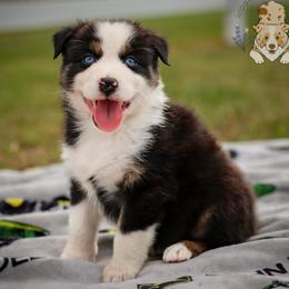 Bunny - Black tri-color female Australian Shepherd puppy in Buena Vista, Colorado from Wigglebutts Unlimited