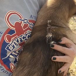 Belgian Malinois from Wiseman Farms