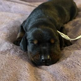 Girl 2 - Black and rust female Doberman Pinscher puppy in Lake City, Florida from Paintedcrazy Doberman Pinchers