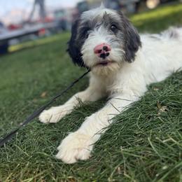 Neon Green - Parti male Springerdoodle puppy in Clifton, Idaho from Little Mountain Springers, Springerdoodles & Poodles