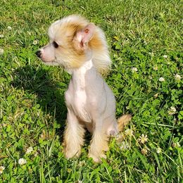 Chinese Crested Puppies from Marina Konstantinova's Cresteds