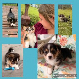 Aimee - Black and tan female Pembroke Welsh Corgi puppy in Trout, Louisiana from Miss Red's Corgi Farm