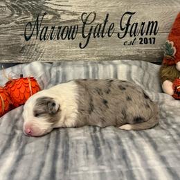 Girl 1 - White and blue merle female Border Collie puppy in Moody, Texas from Narrow Gate Farm