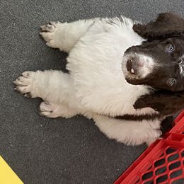 Poodle Puppies from Southern Elegance Standards