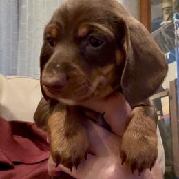 HERSHEY (blue) - Chocolate and tan male Dachshund puppy in Vero Beach, Florida from Joseph’s Dachshunds