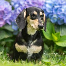 Fig - Dachshund