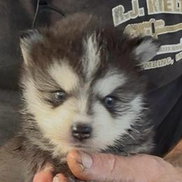 Garnet - Black and white male Pomsky puppy in Spring Hill, Florida from PDQ Pomskies