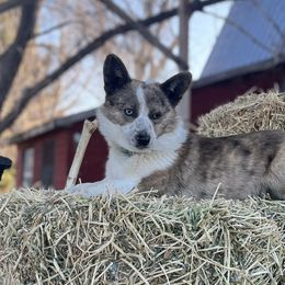 American Corgis and Australian Shepherds from KC Bar