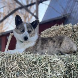 American Corgis and Australian Shepherds from KC Bar