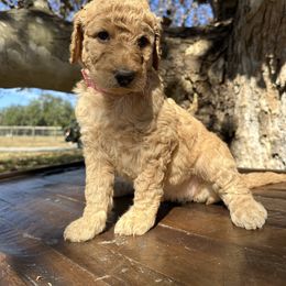 Nani - Apricot female Goldendoodle puppy in Fruitland Park, Florida from Mount Doodles
