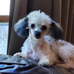 Jyma JuLee - Sable female Poodle puppy in Cedar Grove, North Carolina from Toy Poodles of NC