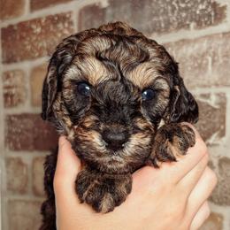 Brady - Black male Australian Labradoodle puppy in Decatur, Alabama from Southern Meadows Doodles