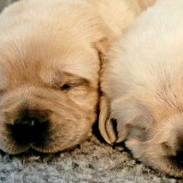 Labrador Retrievers from Chestnut Hills Labradors