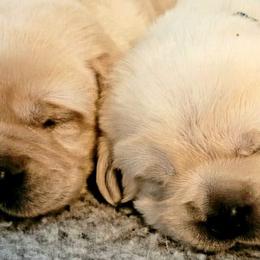 Labrador Retrievers from Chestnut Hills Labradors