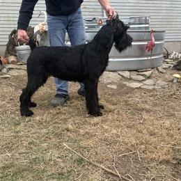 Prim - Giant Schnauzer